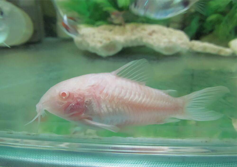 白鼠鱼身份信息