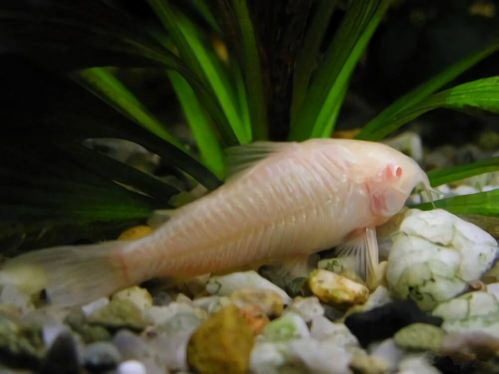 白鼠鱼身份信息
