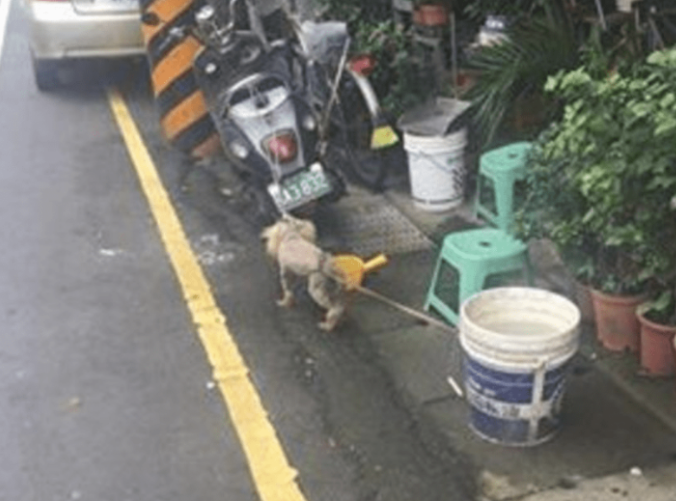 狗狗全身上下沾染不干净的东西，却不愿意冲澡，主人无可奈何下作出这件事情来！