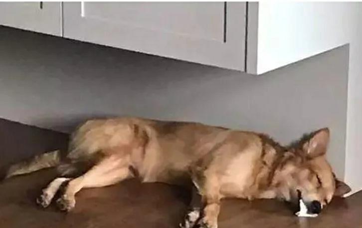 狗子家里突然口吐白沫，主人惊慌失措，看出猫腻后顿感扎心！