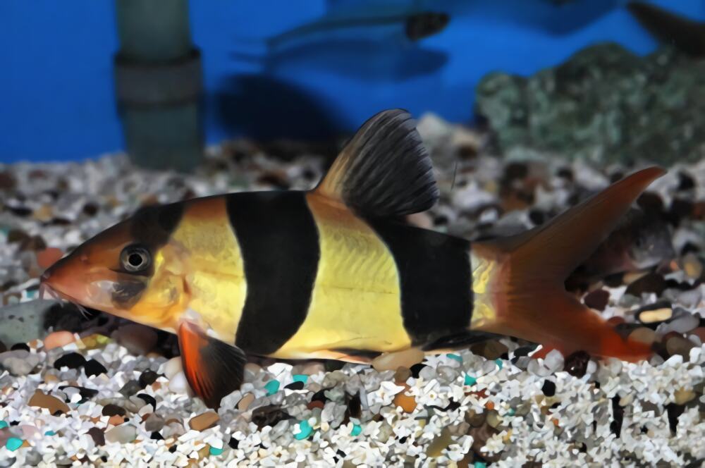 三间鼠鱼身份信息
