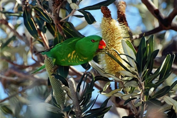 鳞胸吸蜜鹦鹉身份信息