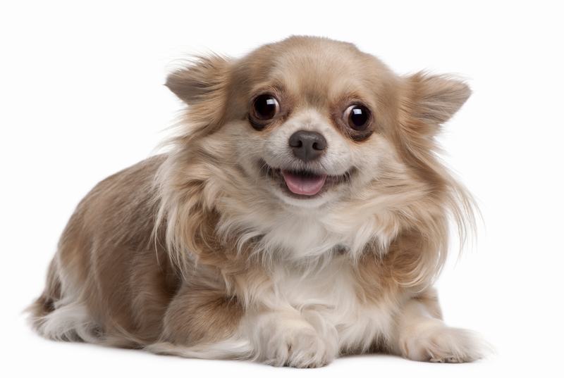 马士提夫犬品种介绍：忠诚与优雅的完美结合