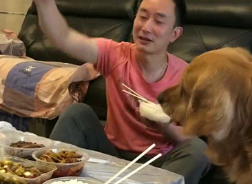 史上最牛蠢的金毛狗狗，主人家一直抓气体给它吃它吃的津津乐道，还淌口水