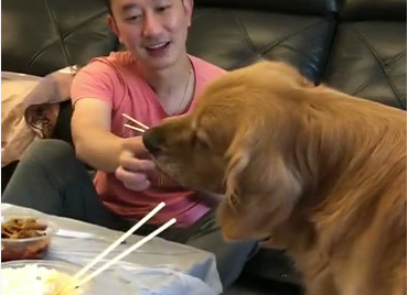 史上最牛蠢的金毛狗狗，主人家一直抓气体给它吃它吃的津津乐道，还淌口水
