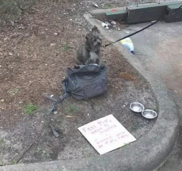 一只宠物犬出外讨饭，弄的和流浪犬一样，她是被遗弃了嘛