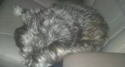 一只宠物犬出外讨饭，弄的和流浪犬一样，她是被遗弃了嘛