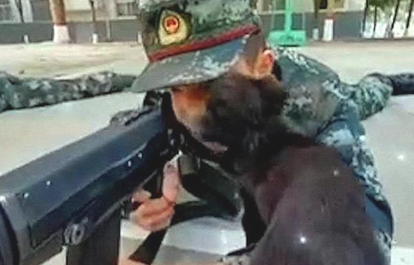 小奶狗趁酷帅士兵不留意，竟悄悄跑来亲脸蛋儿，还趴到其腿上打瞌睡