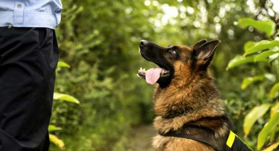 警犬街头撒娇卖萌，不想干活，网友：谁还不是个宝宝咋地