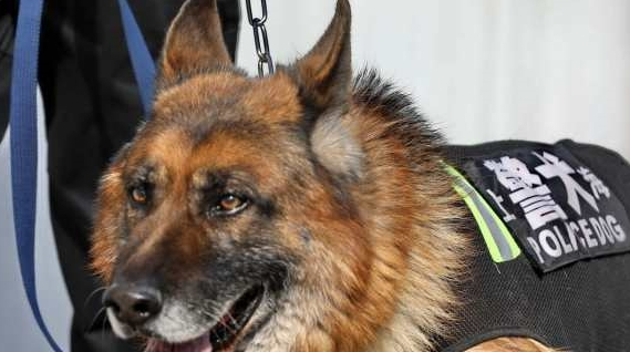 警犬街头撒娇卖萌，不想干活，网友：谁还不是个宝宝咋地