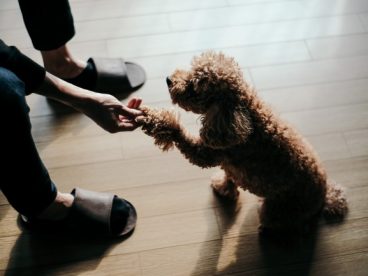 可爱贵宾犬握手图片
