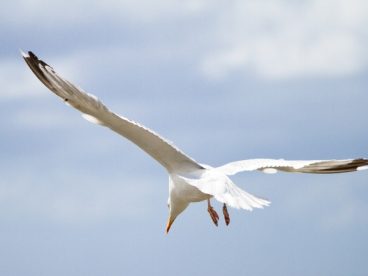 高空展翅高飞海鸥图片