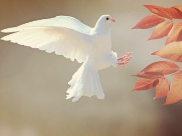白色和平鸽图片