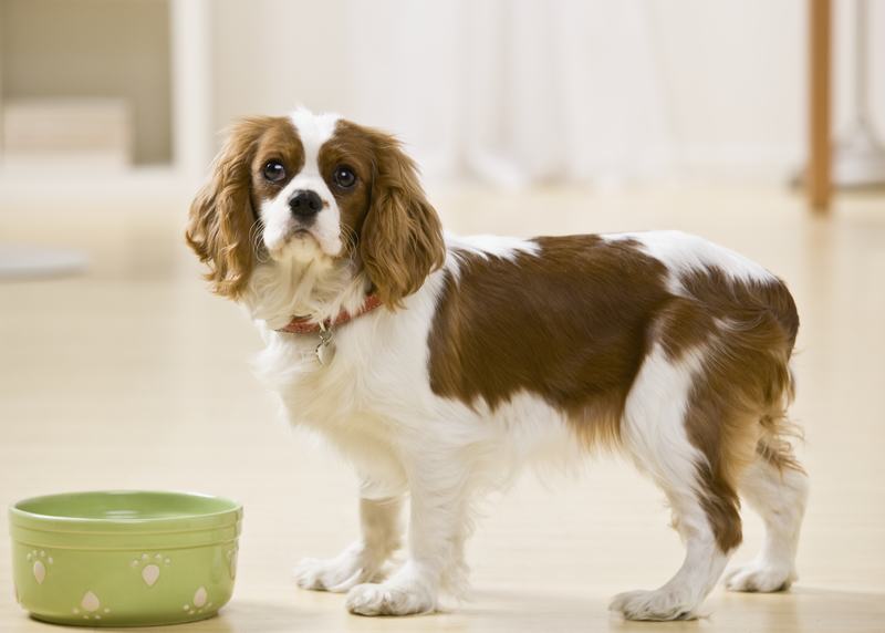 意大利灵缇犬:优雅与活力的完美结合