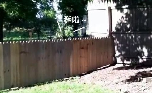 主人秀打造好的栅栏结果被狗狗秒打脸！