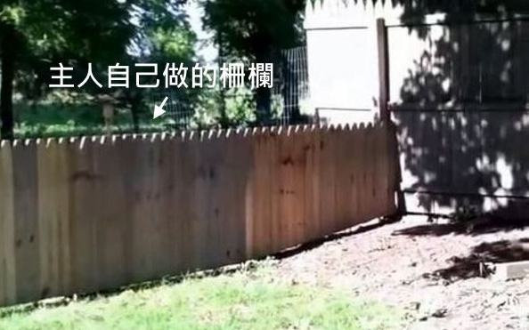 主人秀打造好的栅栏结果被狗狗秒打脸！
