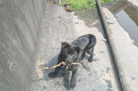 道上捡到只小流浪犬，女生养了三个月后，见到它的样子禁不住想乐