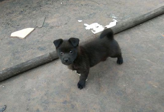 道上捡到只小流浪犬，女生养了三个月后，见到它的样子禁不住想乐