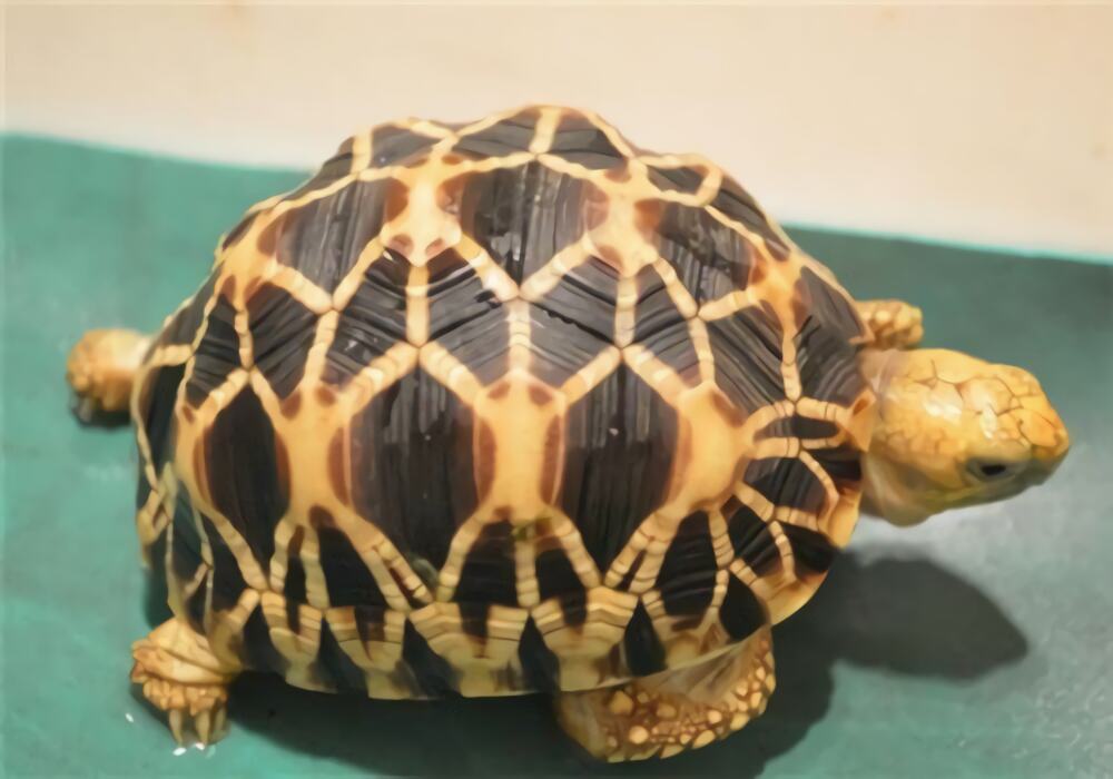 缅甸星龟身份信息