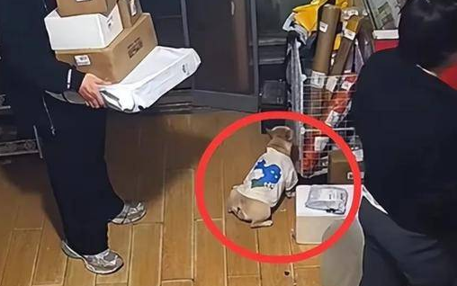 “它是我的家人!”宠物狗在店里撒尿,狗主人殴打店家,引发热议