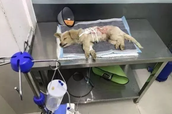 路边等死的流浪狗，昏迷之前看到一个小伙子，它知道要得救了！