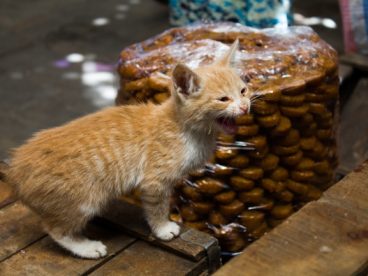 小野猫图片