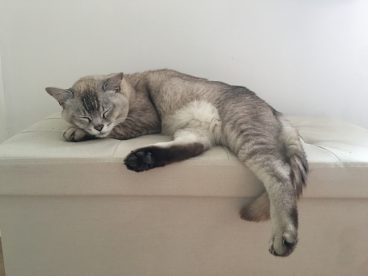 伯米拉猫图片