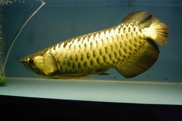 过背金龙身份信息