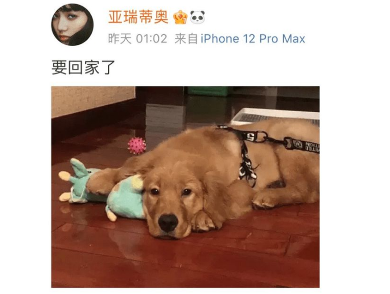 白话天下：金毛siri事件，不就死了一条狗，值得全民开骂吗？
