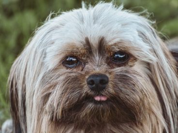 可爱约克梗犬肖像图片