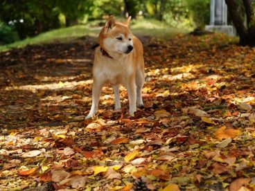 秋天树林日本柴犬图片