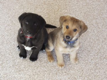 拉布拉多犬幼崽图片