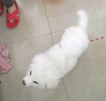 主人把狗儿扔下车后，小家伙傻傻的地追了好长时间，这时候女生不忍心了