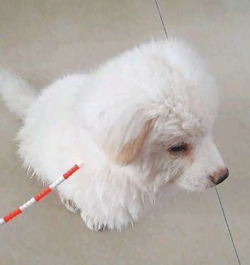 主人把狗儿扔下车后，小家伙傻傻的地追了好长时间，这时候女生不忍心了