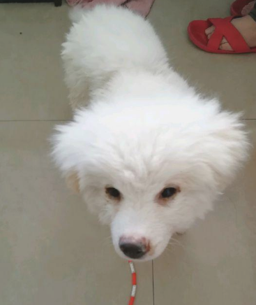 主人把狗儿扔下车后，小家伙傻傻的地追了好长时间，这时候女生不忍心了