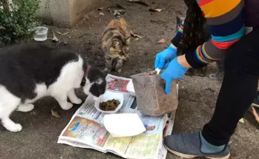 华人奶奶献爱心 十年内救助上千流浪猫狗 疫情期间也不停歇！