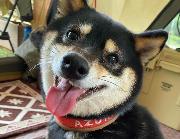 网友带柴犬去露营它太高兴，离去时却十分难过：就不可以多玩游戏几日？
