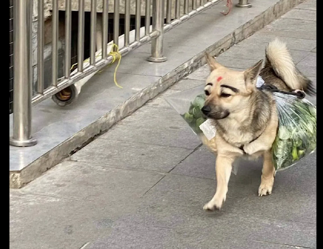 狗狗帮主人驮菜回家了，见到它的脸我笑了！狗：化了美美的妆好自信心