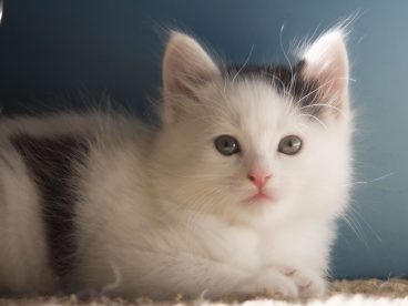 白色可爱波斯猫图片
