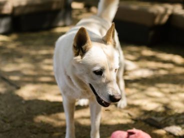 白色中华田园犬图片