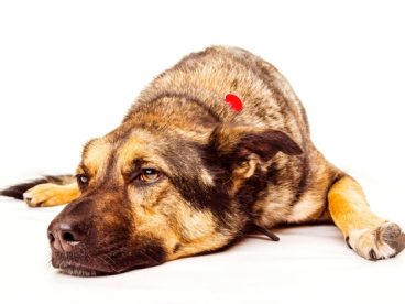 趴着休息的德国牧羊犬图片