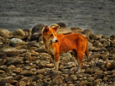 小型中华田园犬图片