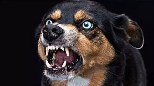 狂犬病为何致死率高达100％现代医学这么发达，如何对抗狂犬病？