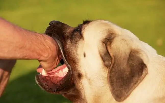 狂犬病为何致死率高达100％现代医学这么发达，如何对抗狂犬病？