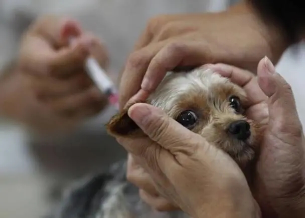 狂犬病为何致死率高达100％现代医学这么发达，如何对抗狂犬病？