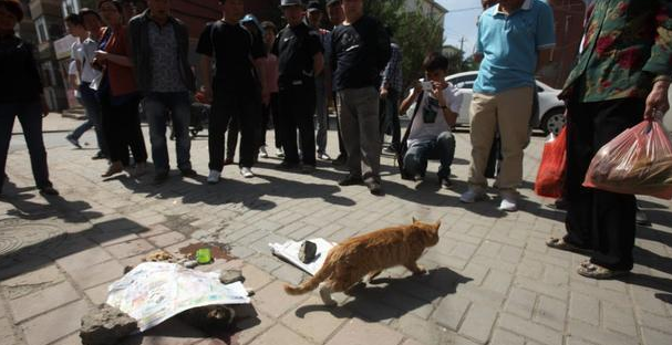 猫如此的灵活，为什么马路被压死的猫比狗多？