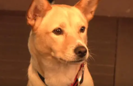 自家狗狗没有孩子，腹部却经常流出乳汁？