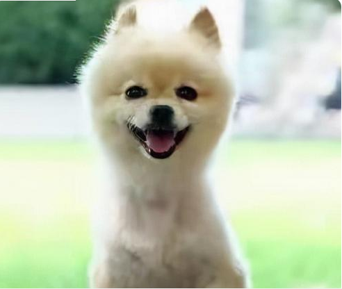 宠物犬景区被土狗咬伤，男子投诉至各级平台，要求当地承认不作为