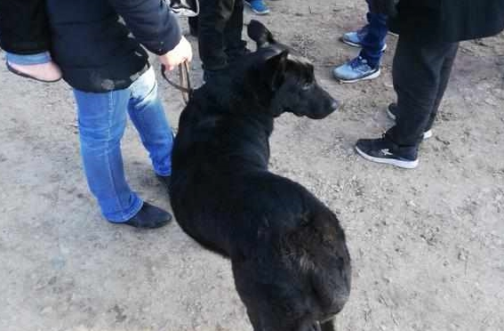 买主已经购买的黑狼犬却因自己力气小带不走，无奈让卖家帮忙！