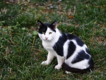 黑白小猫咪图片